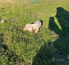 Cuccioli di bassotti kaninchen Arlecchino