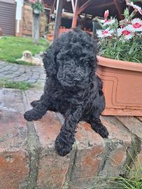 Barboncino toy nero
