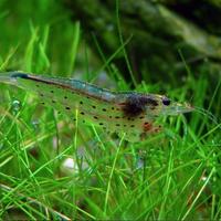 Caridine multidentata