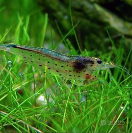 Caridine multidentata