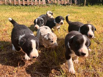 Cuccioli di Border Collie