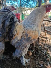 Coppia brahma isabella