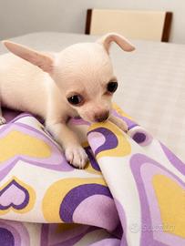 Disponibile cucciolo di chihuahua
