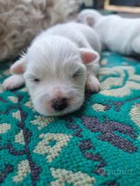 Cuccioli maltese