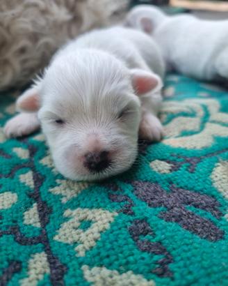 Cuccioli maltese