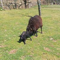 Pecore Nane D'oussant