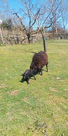 Pecore Nane D'oussant