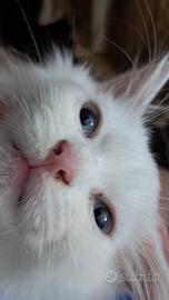 Gatti Turco angora