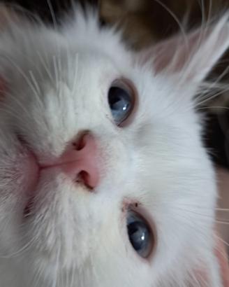 Gatti Turco angora