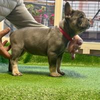 Bulldog francese esotici