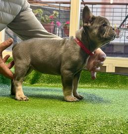 Bulldog francese esotici