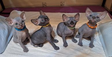 Sphynx maschi Blu e Neri