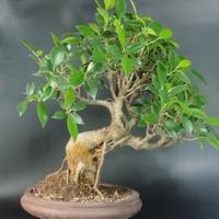 Bonsai di Ficus retusa Tigerbark