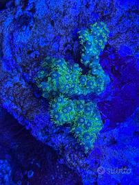 Talee di Acropora ORA BELLINA
