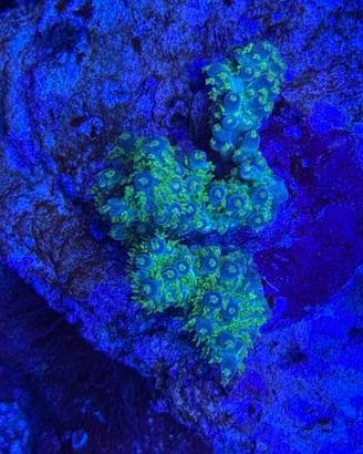 Talee di Acropora ORA BELLINA