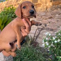 Cucciolo segugio maremmano fulvi