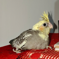 Calopsite fine svezzamento