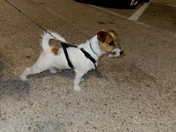 Jack Russell per monta (ENCI ROI)