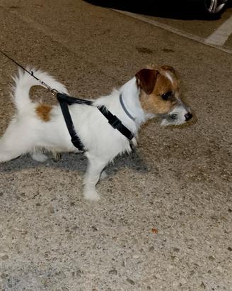 Jack Russell per monta (ENCI ROI)