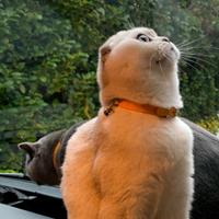 Scottish fold per accoppiamento