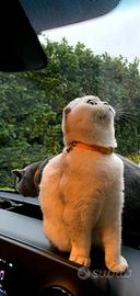 Scottish fold per accoppiamento