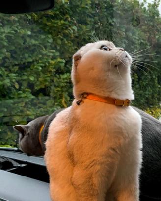 Scottish fold per accoppiamento