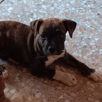 Cerc Cucciola femmina di amstaff in regal