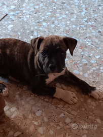 Cerc Cucciola femmina di amstaff in regal