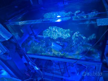 acquario marino  300 litri completo 