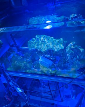 acquario marino  300 litri completo 