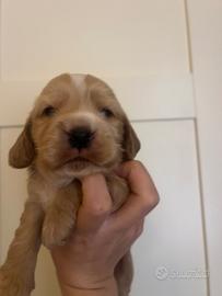 Cuccioli di Cocker Spaniel