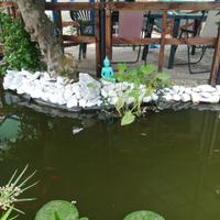 Aiuole giardino manutenzione siepi