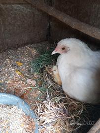 Pulcini galline americana