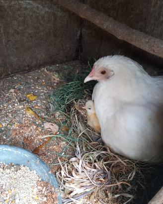 Pulcini galline