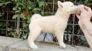 Cucciolo di SHIBA Inu bianco con pedigree