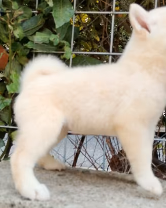 Cucciolo di SHIBA Inu bianco con pedigree