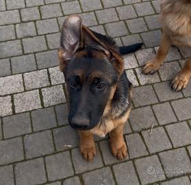 Cucciole Pastore Tedesco