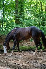 Paint Horse (Linea Gunner )