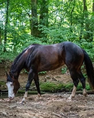 Paint Horse (Linea Gunner )