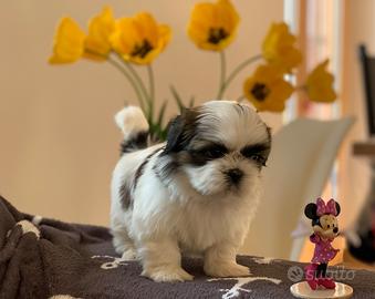 Cuccioli Shih Tzu con pedigree