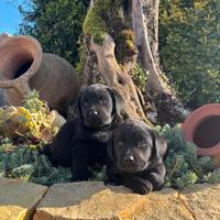 Labrador retriever cuccioli neri e gialli