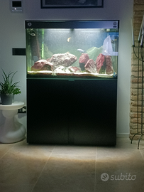 Acquario 180l ciano e pesci