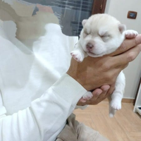 Cucciolo Siberian Husky con Pedigree Enci