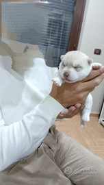 Cucciolo Siberian Husky con Pedigree Enci