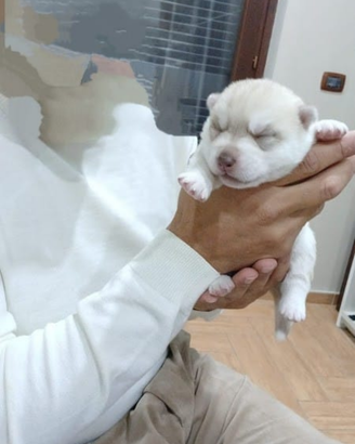 Cucciolo Siberian Husky con Pedigree Enci