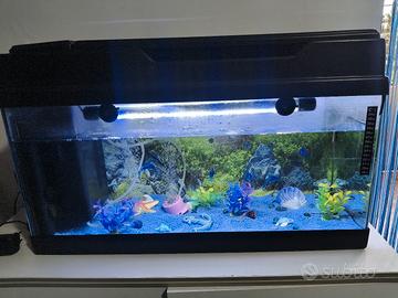 acquario 