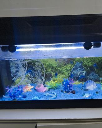 acquario 
