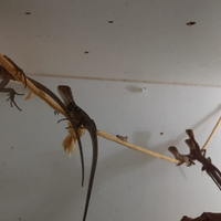 Intellagama (ex Physignatus) lesueurii 2025