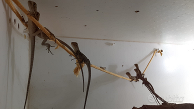 Intellagama (ex Physignatus) lesueurii 2025