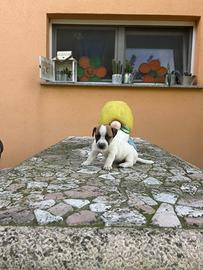 Cuccioli jack Russell